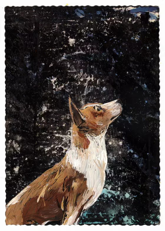 laika jazz